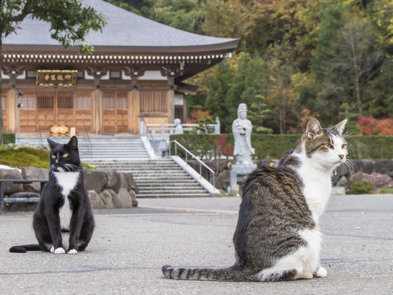 猫寺・御誕生寺の現在2026｜御朱印や餌やり時間と参拝マナー徹底解説