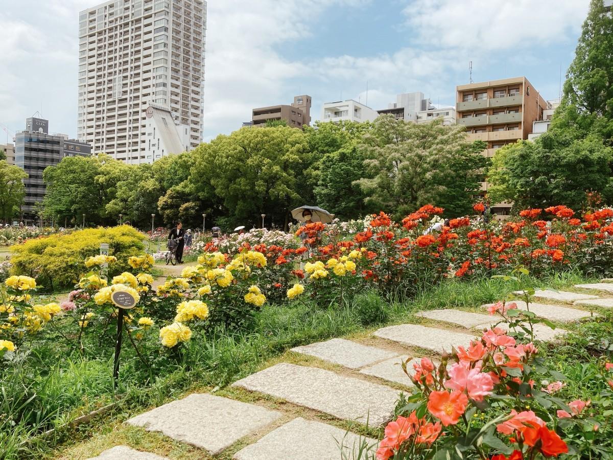 靭公園バラ園の見頃と開花速報2026！世界が認めた都会の絶景を歩く