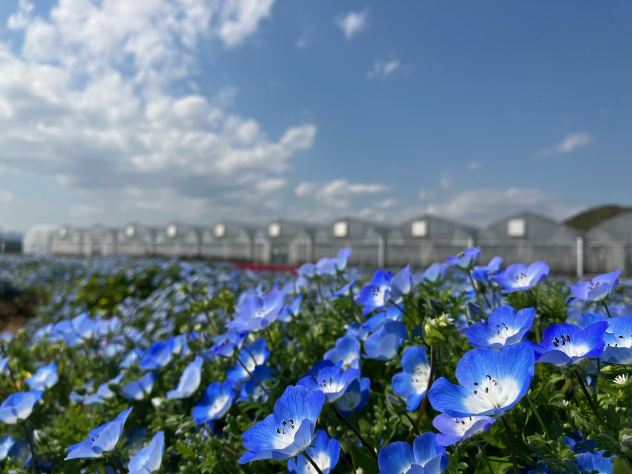 山口「花の海」完全攻略ガイド2026｜見頃・料金・予約を徹底解剖