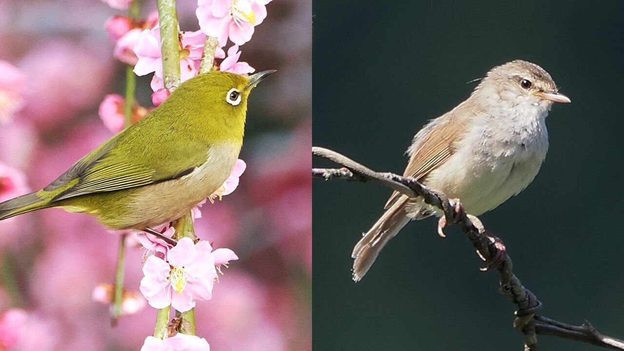 梅の緑の鳥はウグイスじゃない？メジロとの違い・見分け方を徹底解説