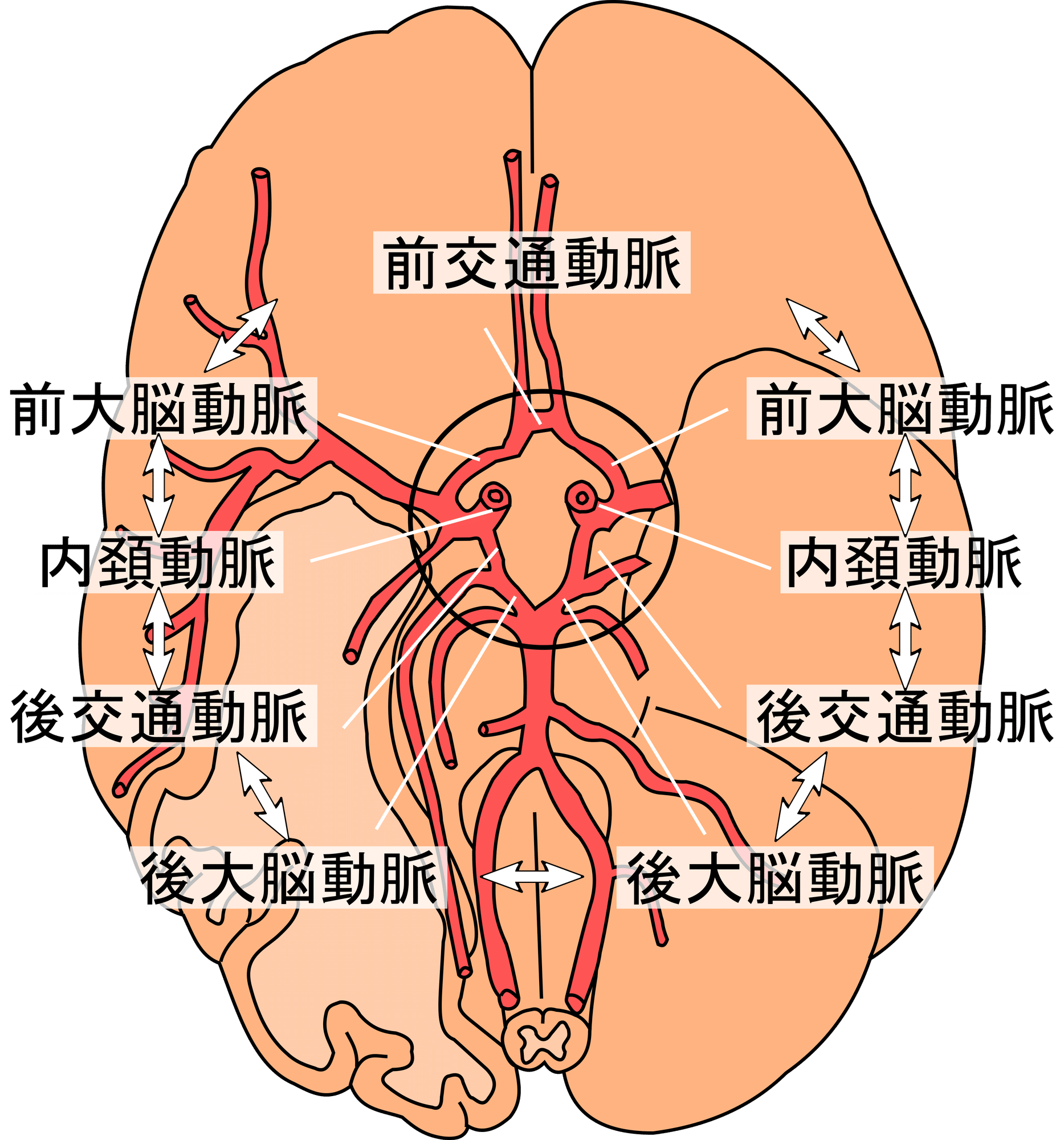 脳の生命線「ウィリス動脈輪」の役割と破綻リスクを徹底解説
