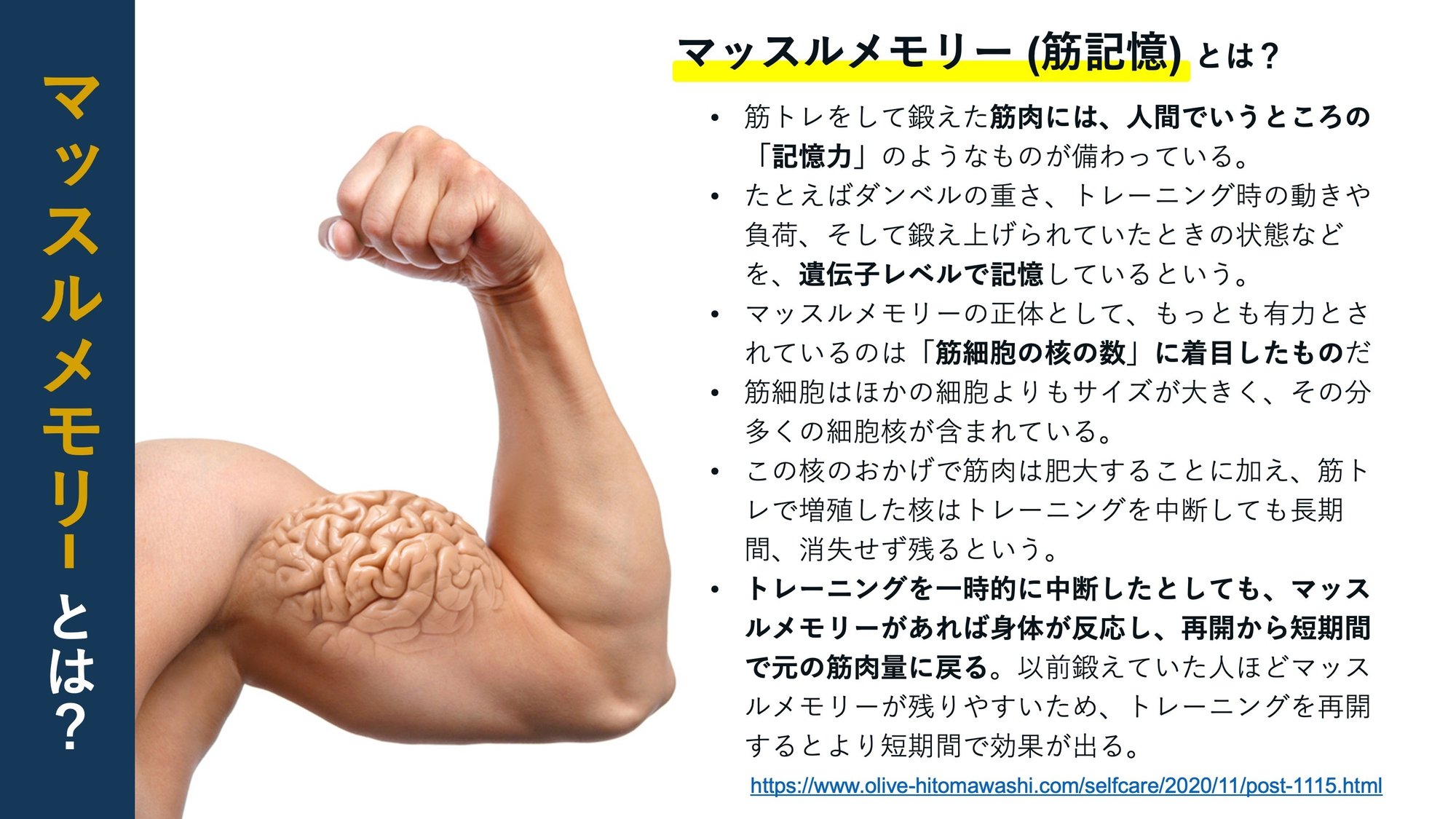 マッスルメモリーとは？筋トレ休止後の驚異的復活を支える科学的真相