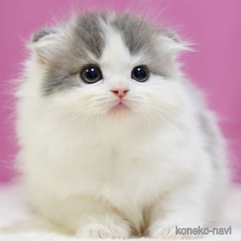 世界で一番かわいい猫の正体とは？砂漠の天使から人気種まで徹底比較！