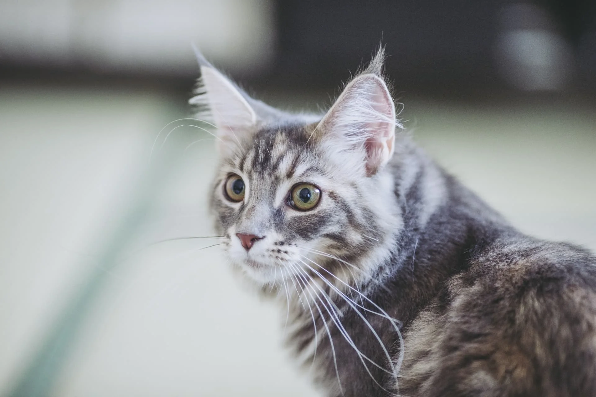 猫の耳の毛を切ってはいけない理由とは？驚きの役割と抜け毛病気の真相