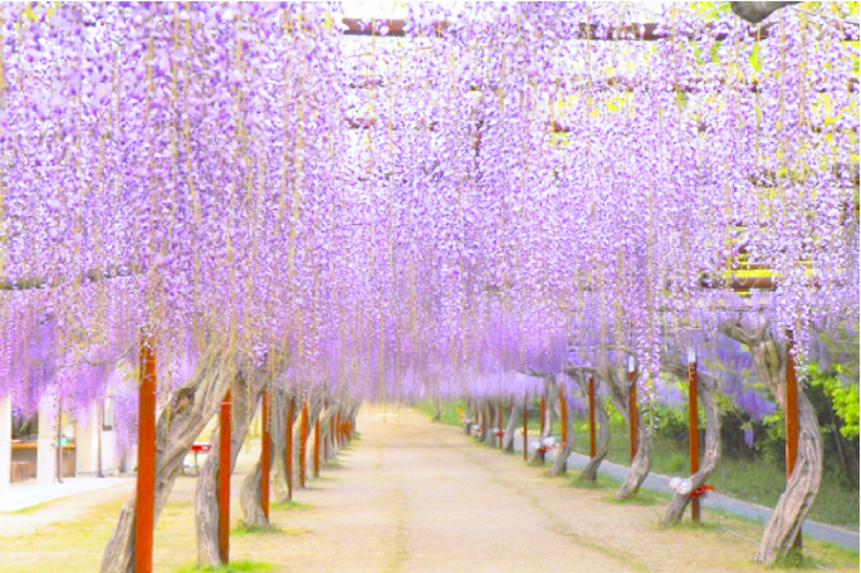 和気町藤公園2026最新見頃と開花状況！藤まつり混雑回避と駐車場攻略