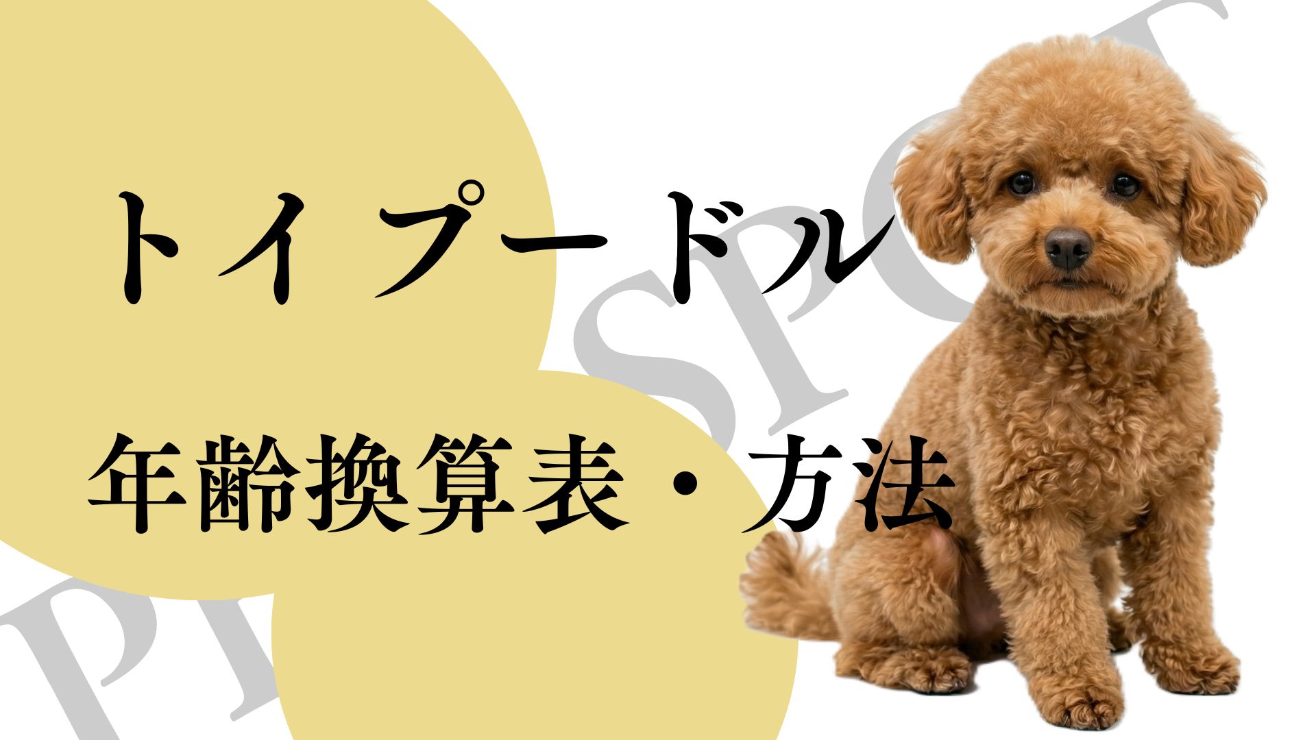 トイプードルの年齢を人間換算！老犬サインと寿命を延ばす育て方