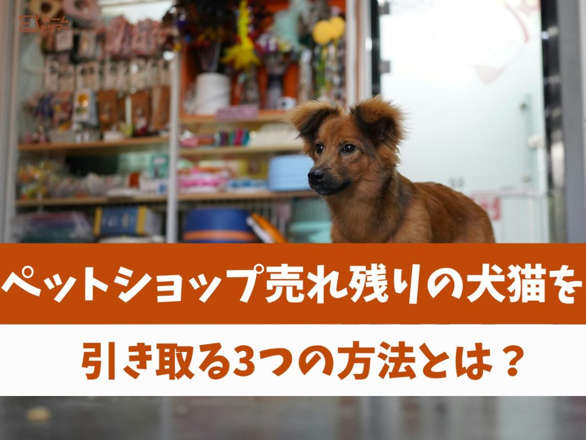 ペットショップ売れ残りを引き取りたい人へ｜無料譲渡の実態と命を救う道