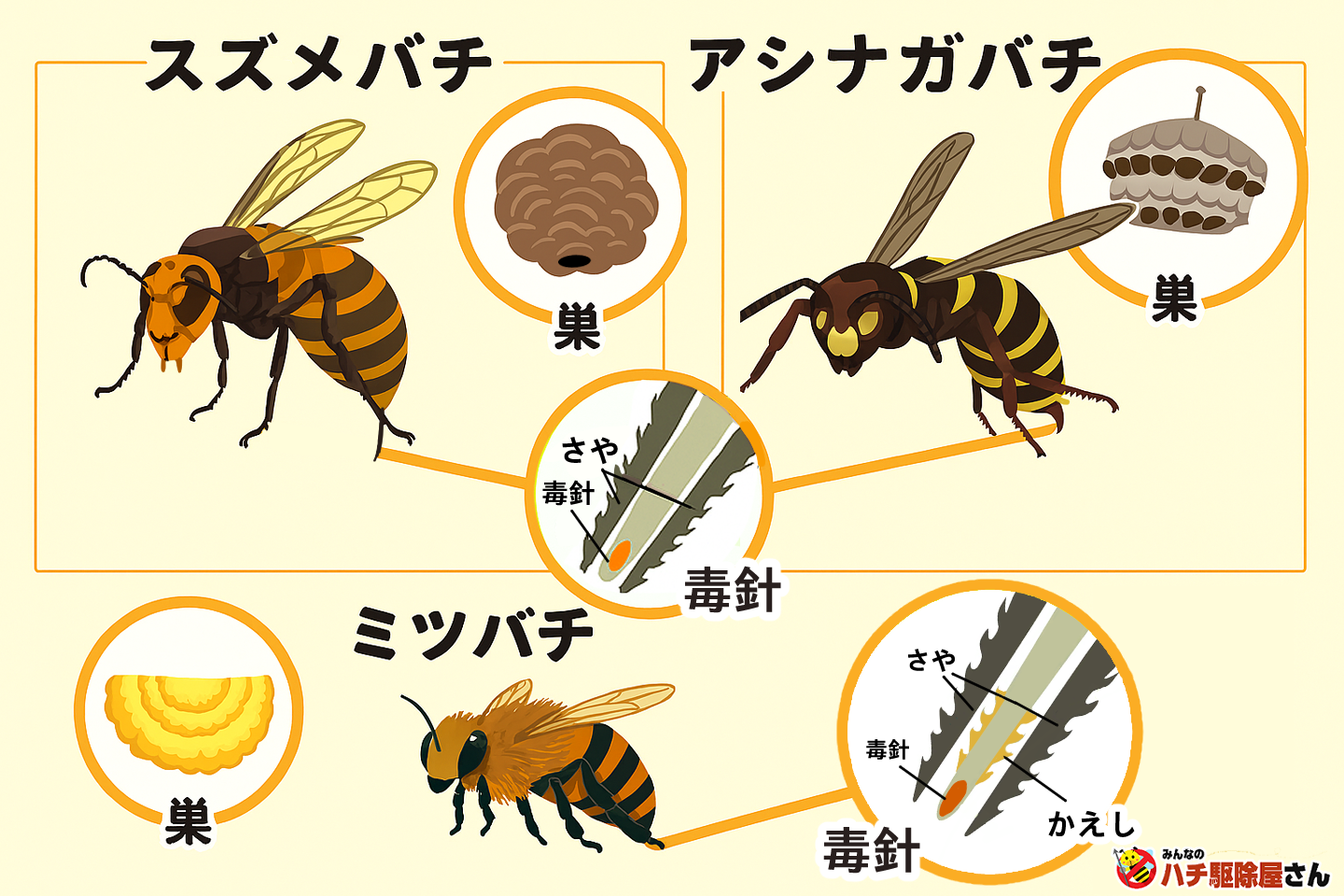 蜂に刺されたらどうする？命を救う初期対応とNg行動【2026最新】