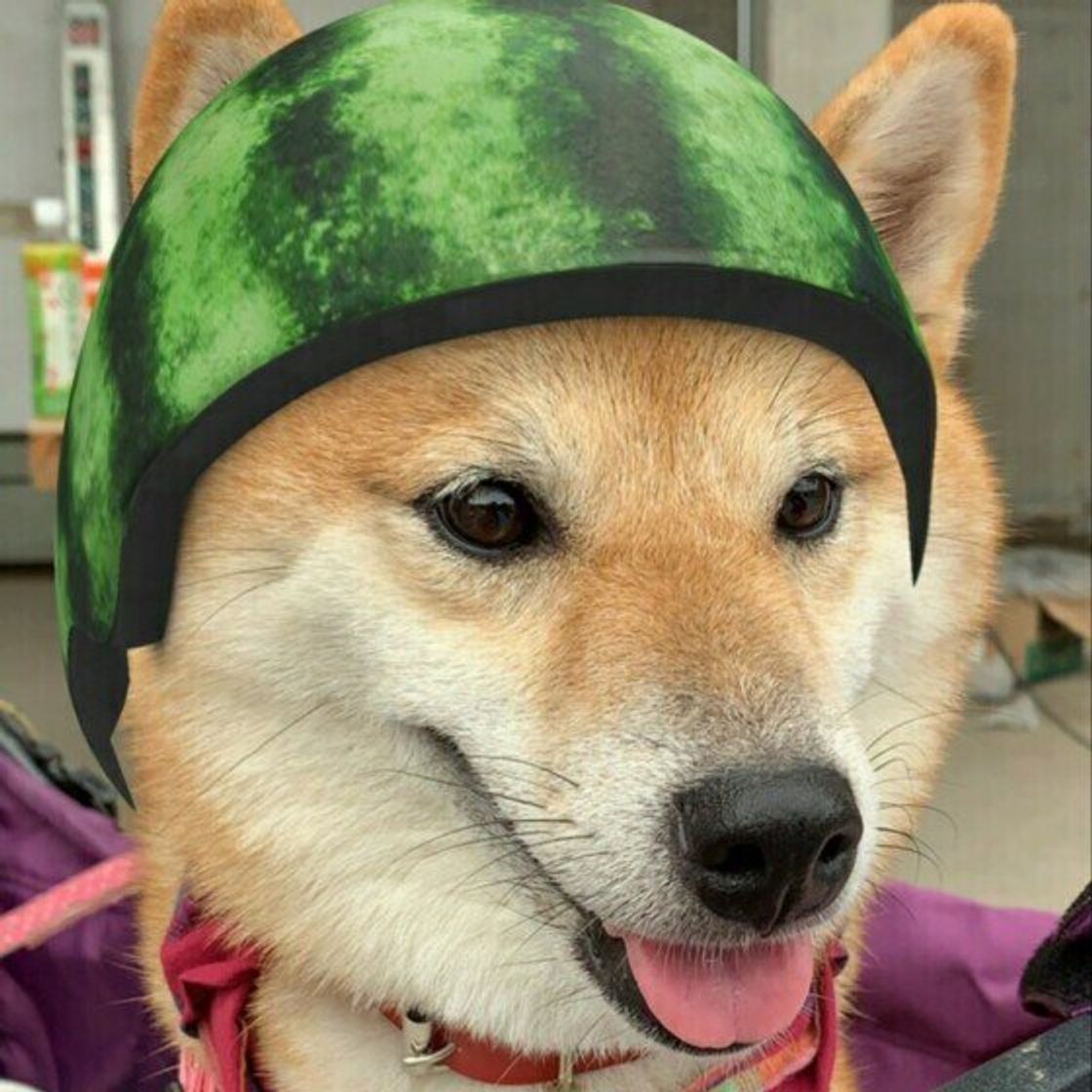 犬にスイカは大丈夫？下痢や皮・種の危険性と体重別の適量を獣医視点で徹底解説