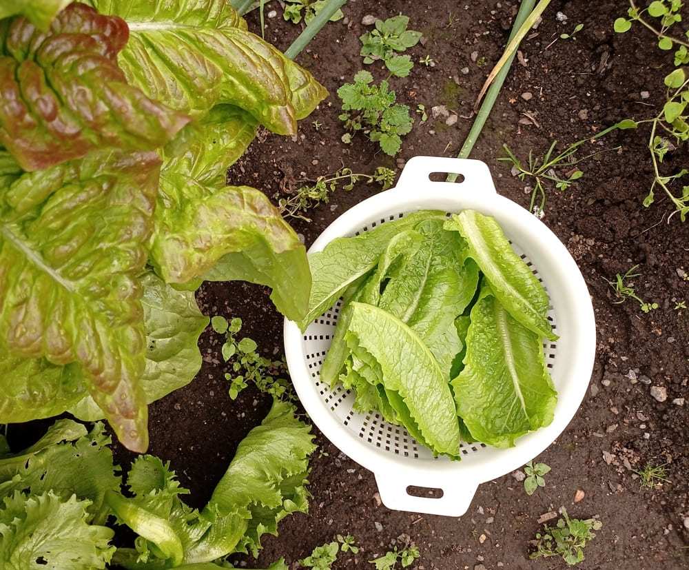 2月の種まき野菜おすすめ12選！春に大量収穫する保温栽培術