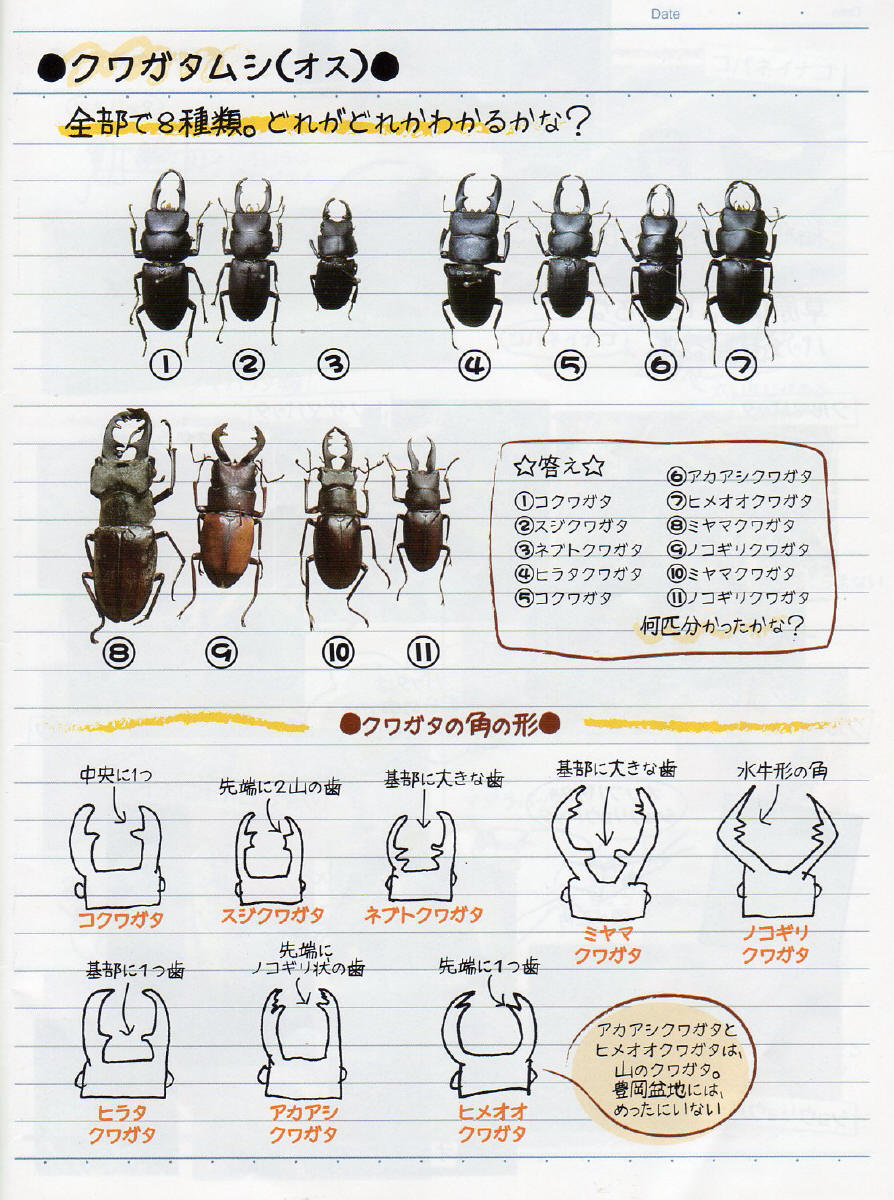 ノコギリクワガタの種類を徹底比較！レア亜種の見分け方と驚きの真相