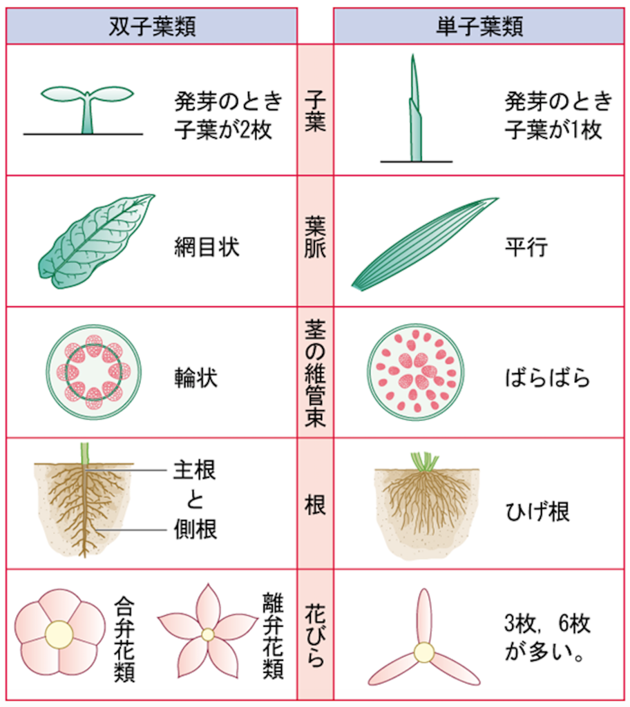 双子葉類と単子葉類の決定的な違いとは？特徴・見分け方と覚え方を網羅