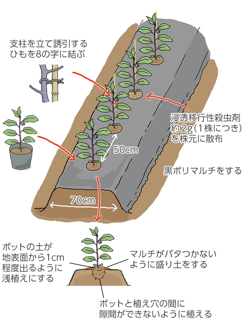 ナスの支柱立ては超簡単！倒れない3本仕立てと2026年最新裏ワザ