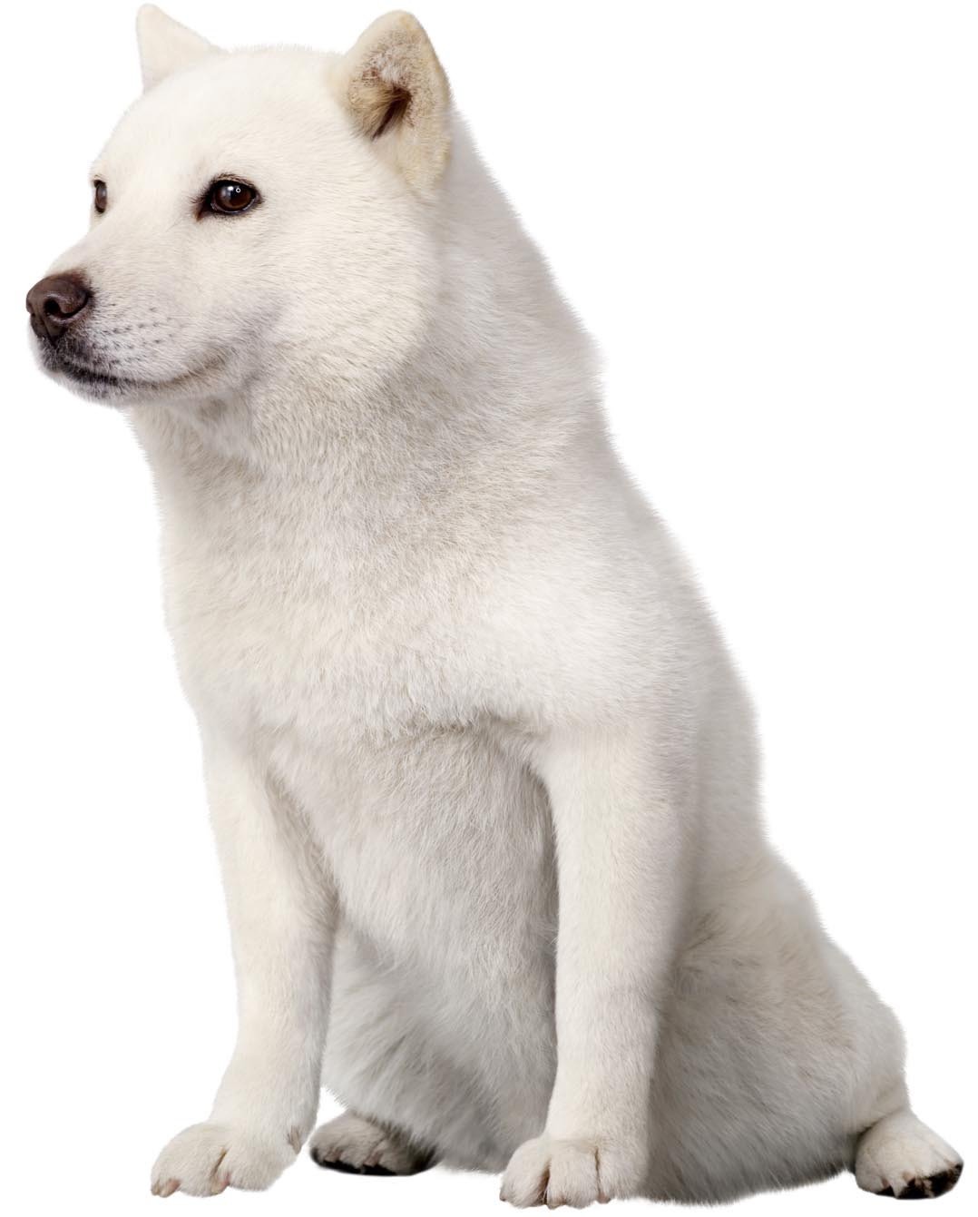 白戸家お父さん犬カイくんの生涯と現在｜引退理由と死因の真相を徹底追跡