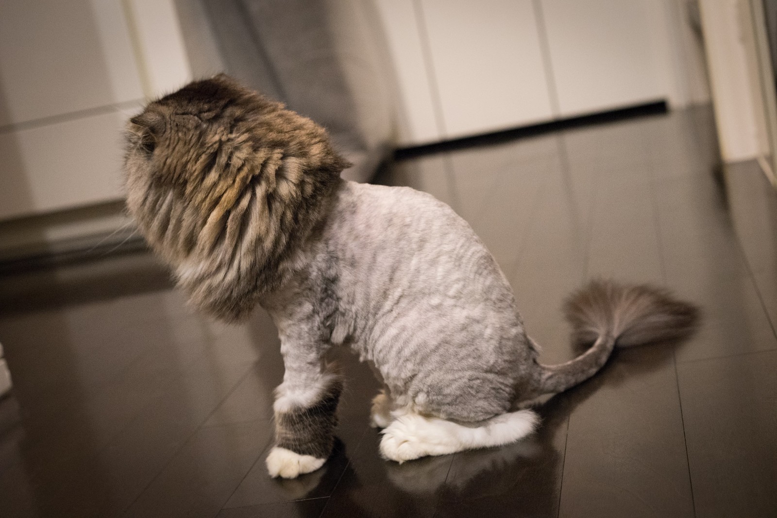 猫のライオンカットで後悔？涼しさ目当てが逆効果になる獣医学的理由