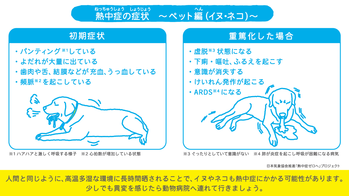 愛犬の命を救う！犬の熱中症の初期症状と応急処置・2026最新対策