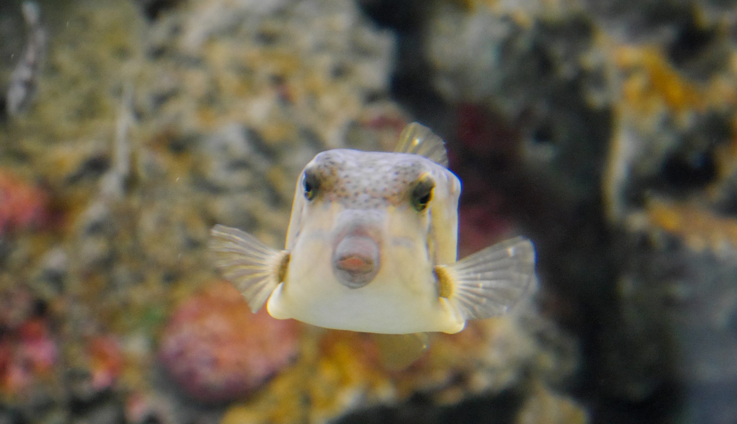 猛毒分泌の謎と絶品郷土料理！愛され魚ハコフグの知られざる真実