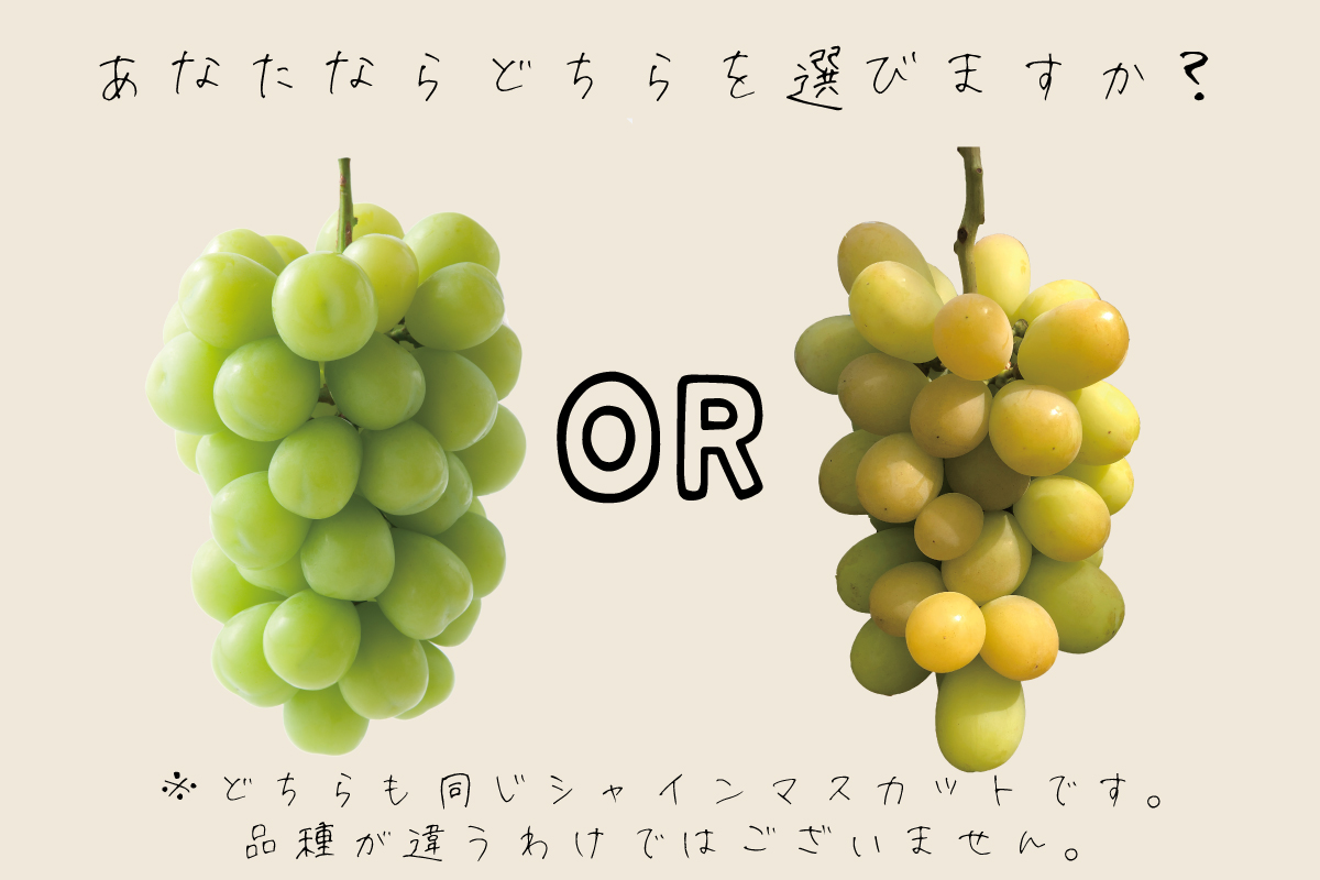 シャインマスカットの皮は食べる？残留農薬の真相と栄養・正しい洗い方