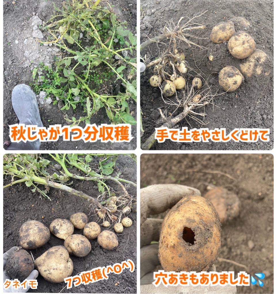 秋植えじゃがいも栽培で失敗しない全手順！種芋を切らない理由と適期