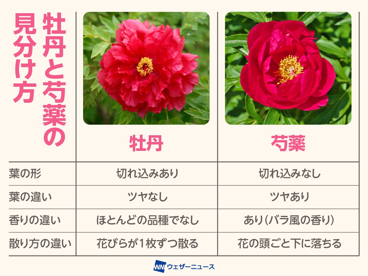 牡丹と芍薬の決定的な違いは木と草！見分け方と散り方の全真相
