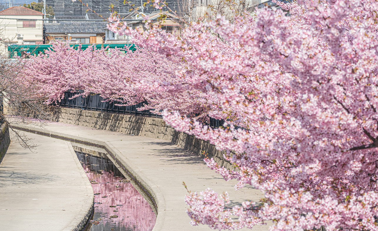 京都・淀水路の河津桜2026見頃と開花状況！混雑回避とアクセス徹底解説