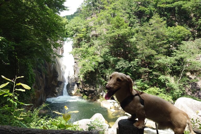 【2026最新】山梨の犬連れ観光決定版！愛犬家絶賛の穴場と最新ルール