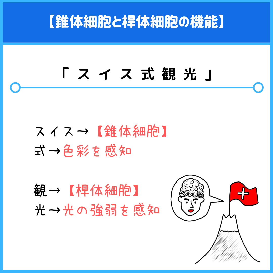 暗闇で色が見えないのはなぜ？錐体細胞と桿体細胞の違いと覚え方を徹底解説
