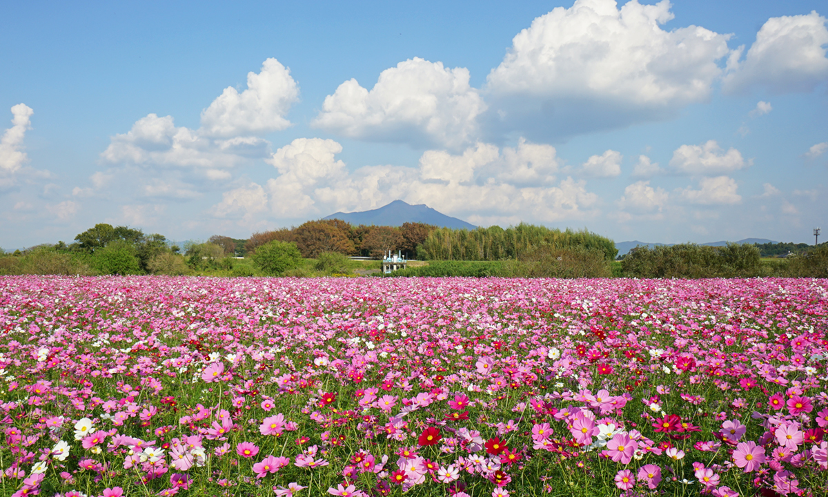 小貝川ふれあい公園2026！ポピー・コスモスの見頃と混雑回避を網羅