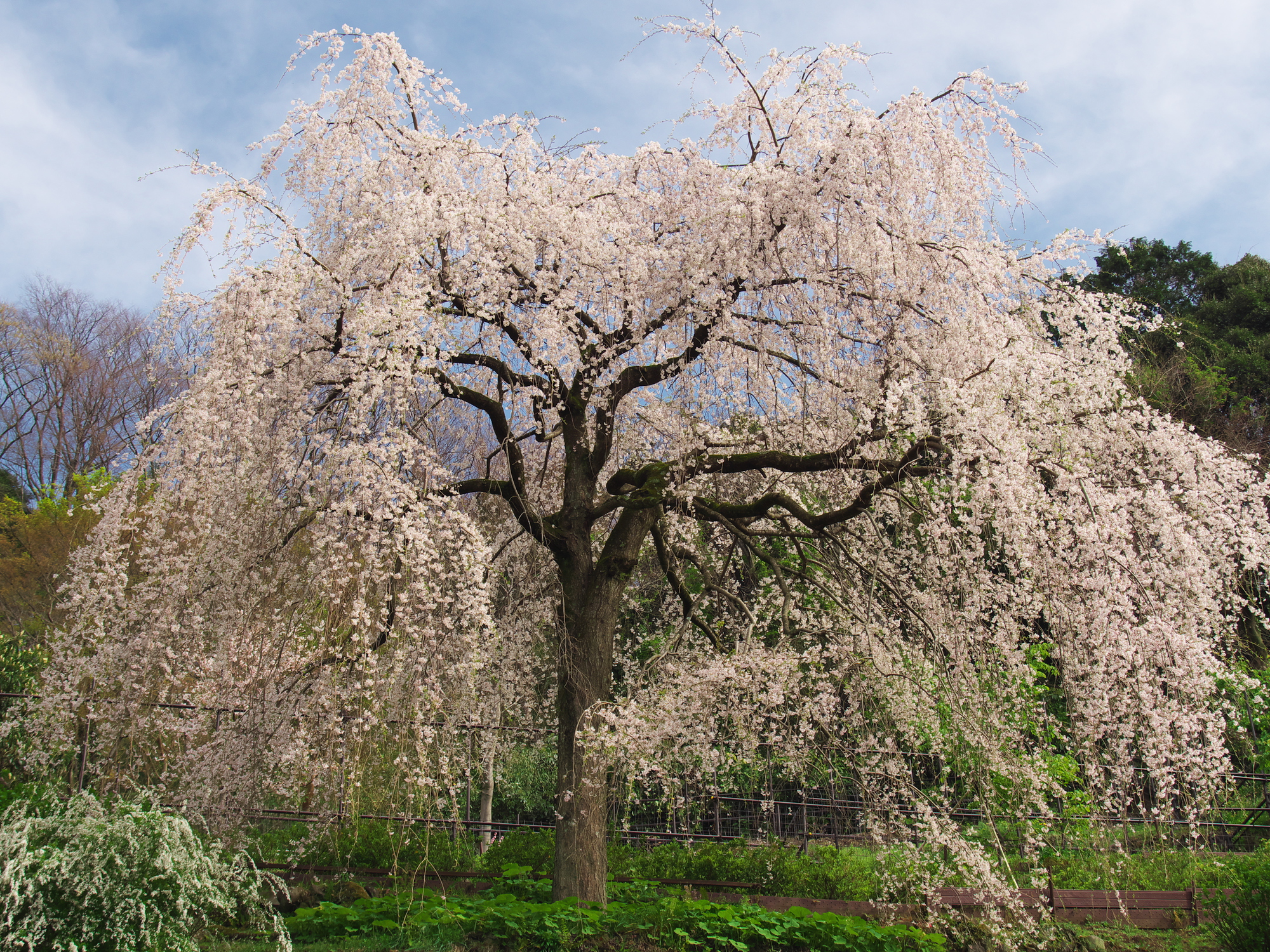 長興山紹太寺のしだれ桜2026年最新｜奇跡の復活と見頃を徹底解説