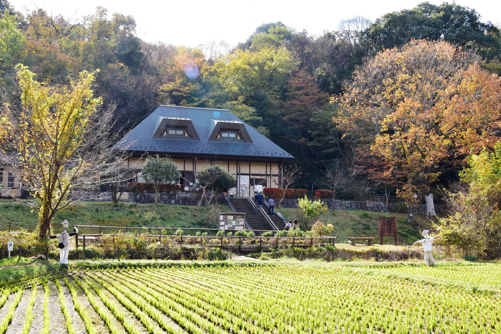 座間谷戸山公園の魅力徹底解剖！無料駐車場の混雑やホタル・野鳥の全貌