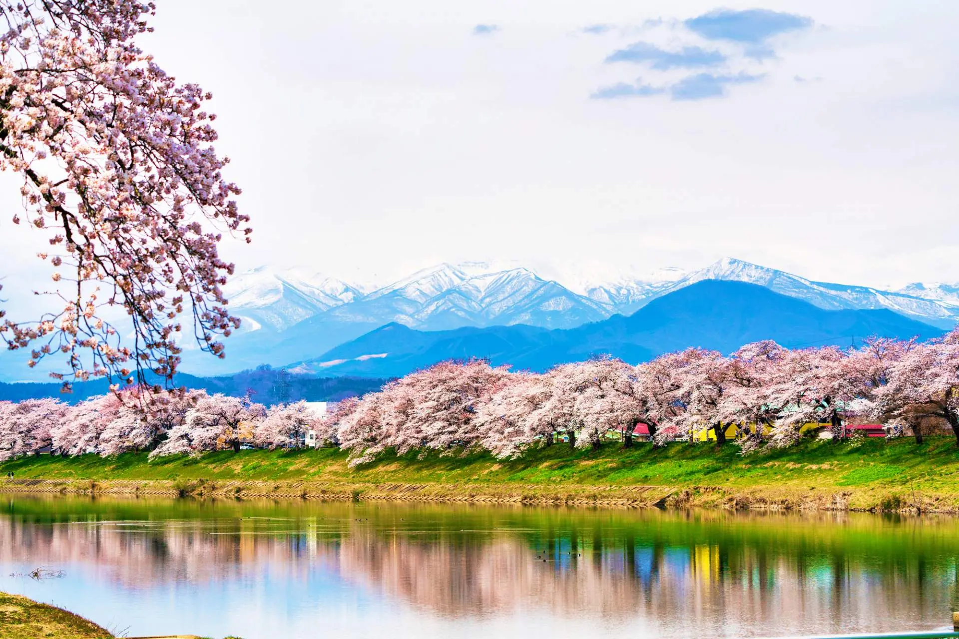 東北の桜名所2026年最新！感動絶景の見頃と混雑回避の極意