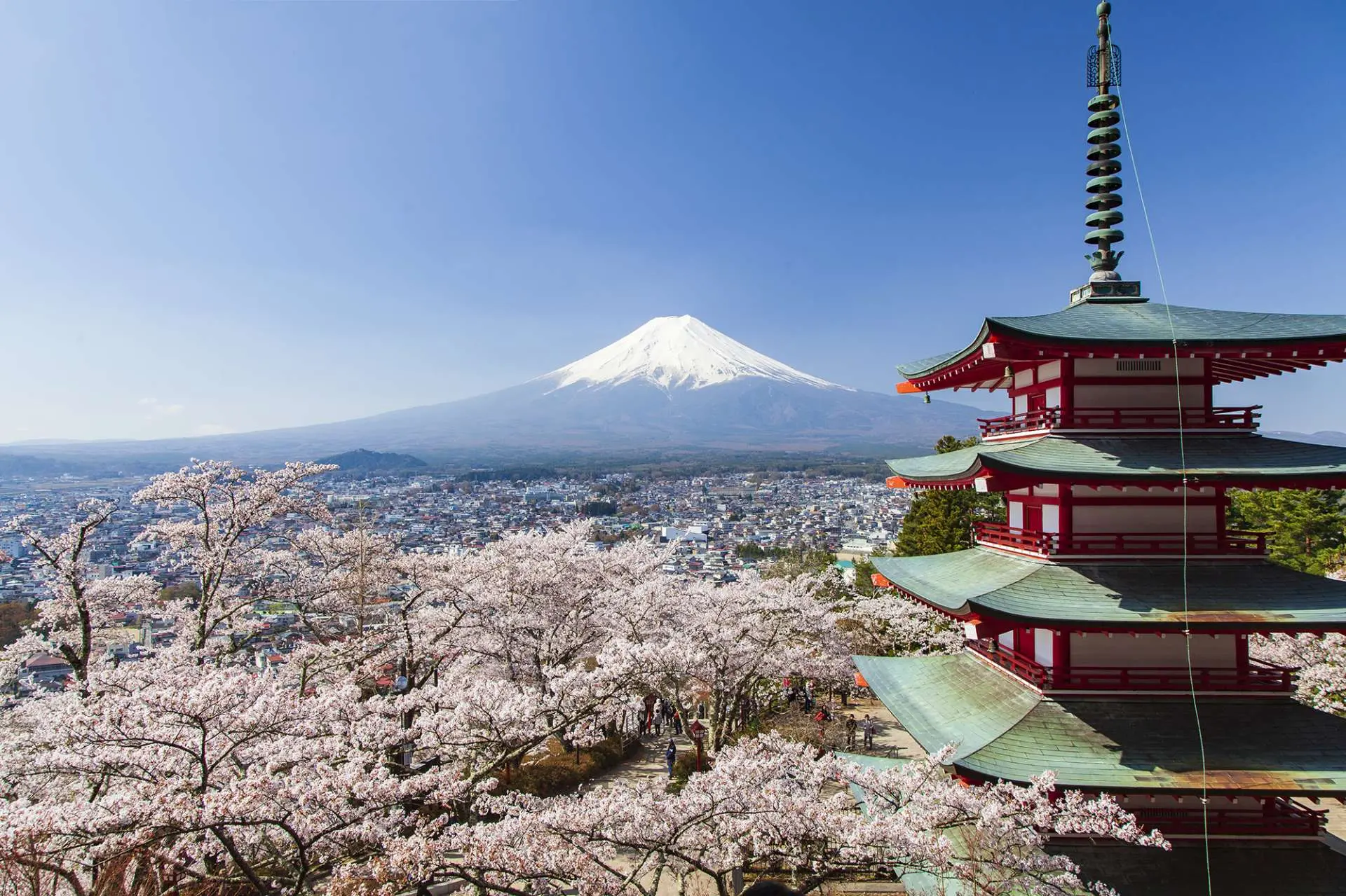 新倉富士浅間神社の絶景と混雑回避術！桜・階段398段を徹底解剖