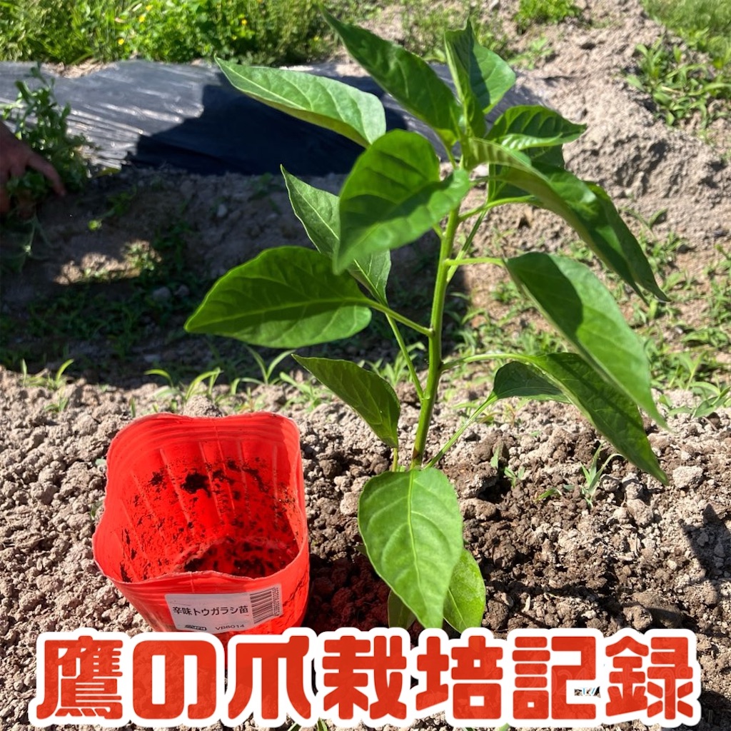 鷹の爪の育て方決定版！プランターで失敗せず大量収穫する極意【2026】