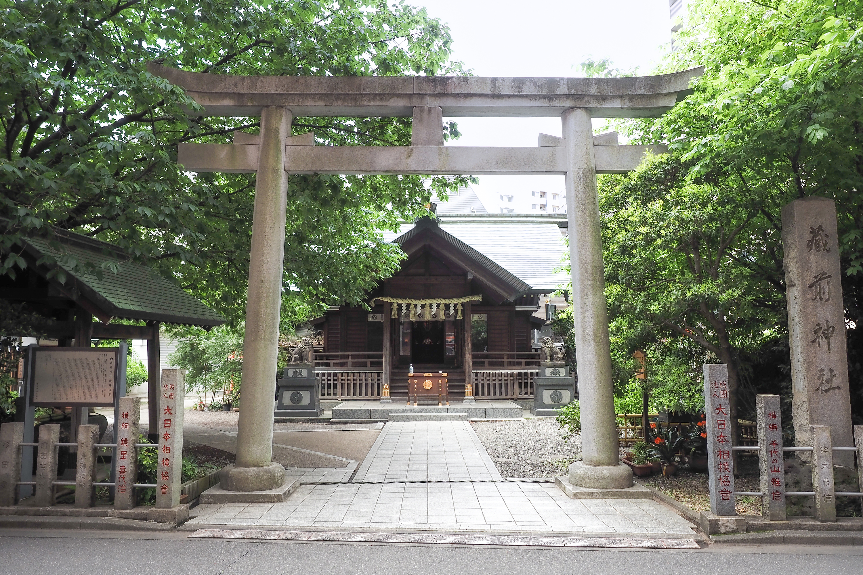 蔵前神社のミモザと河津桜2026！見頃や混雑回避・撮影ルール解説