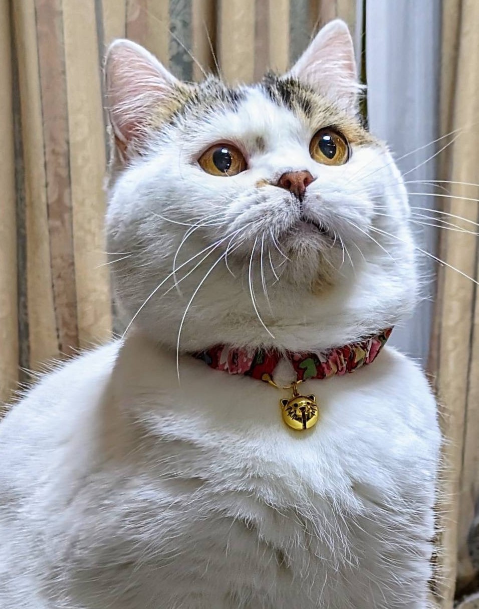 猫の鈴はストレス？愛猫につける理由と知るべき危険性の真相