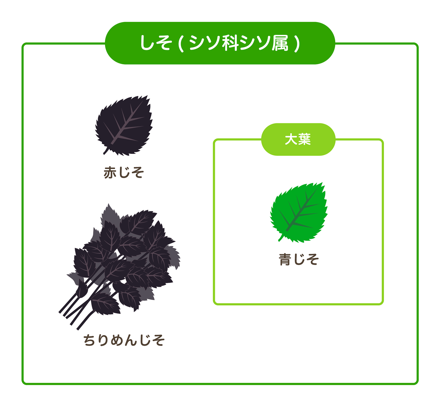 しそと大葉の違いとは？同じ植物で呼び名が変わる真相とプロの使い分け