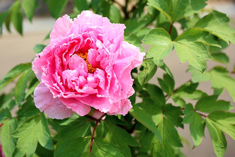 【動画まとめ】 牡丹 の 花 花 言葉 歴代彼氏・彼女まとめ #655