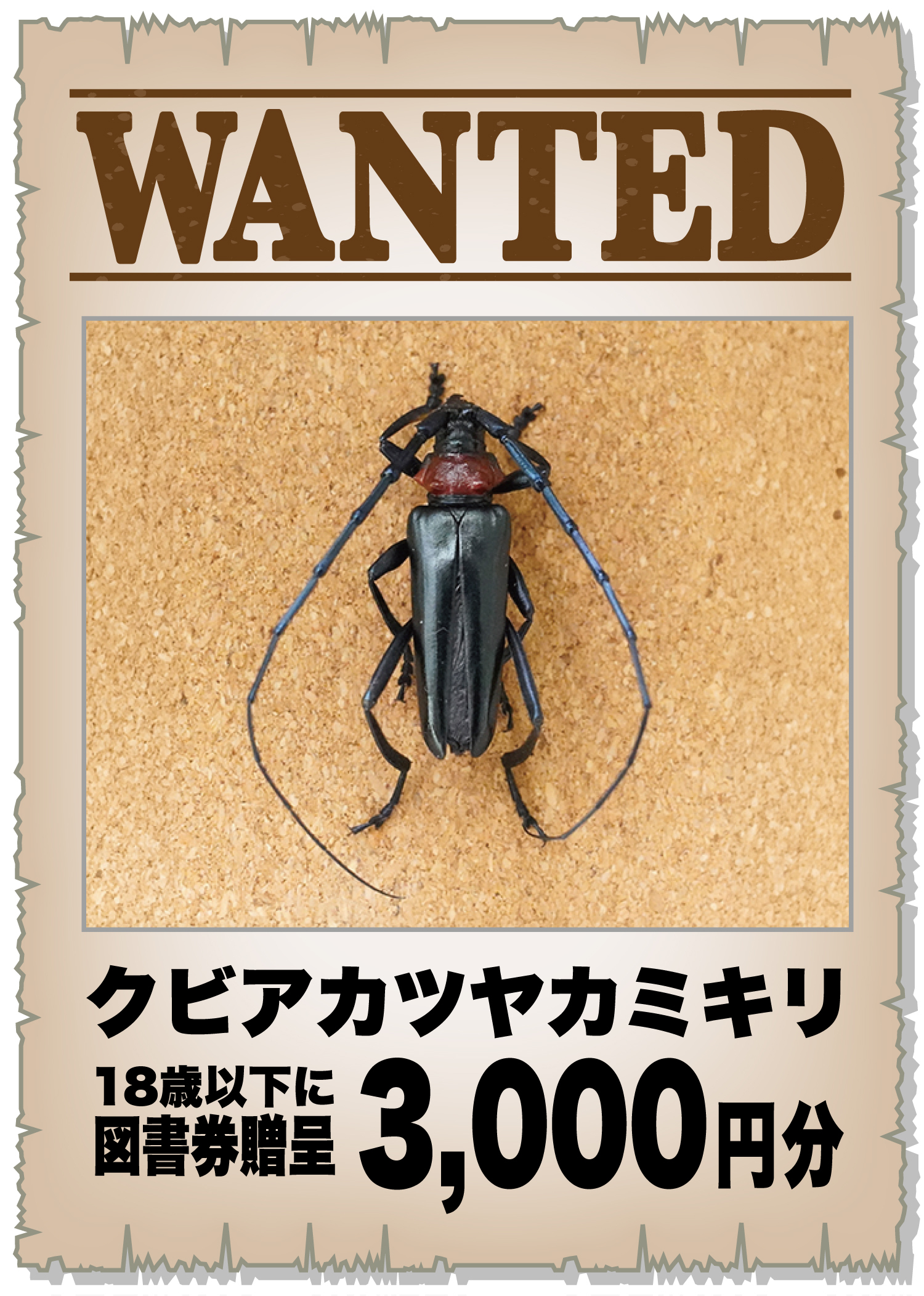 クビアカツヤカミキリ懸賞金の真相｜1匹いくら？自治体の条件と注意点