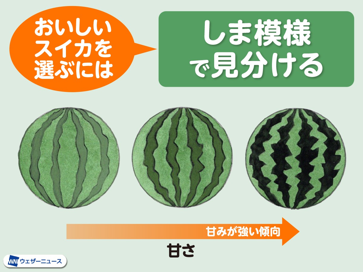 おいしいスイカの見分け方完全版！プロが明かす甘い完熟個体の選び方