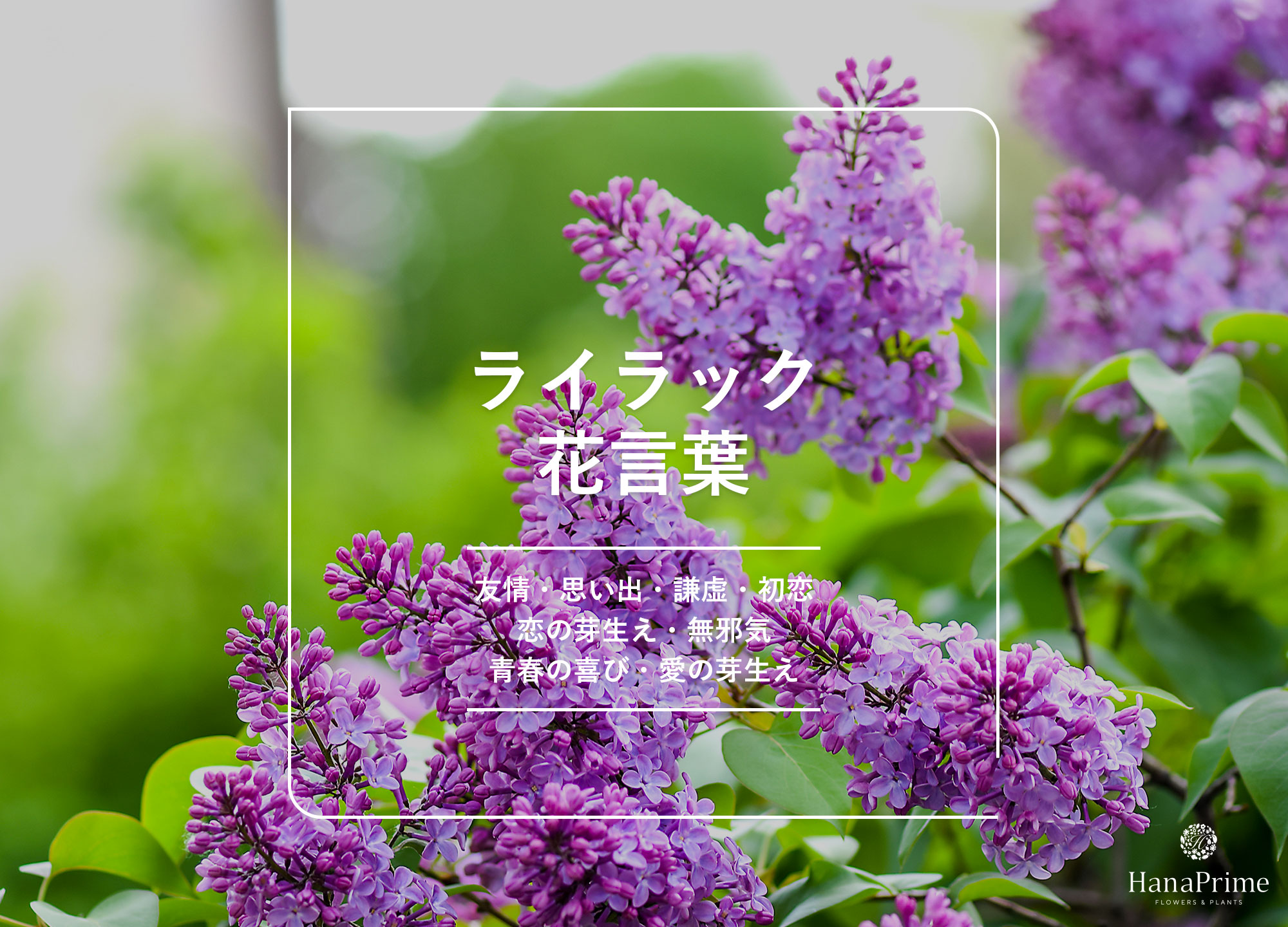 ライラックの和名とは？紫丁香花の読み方・由来とリラとの違いを徹底解剖