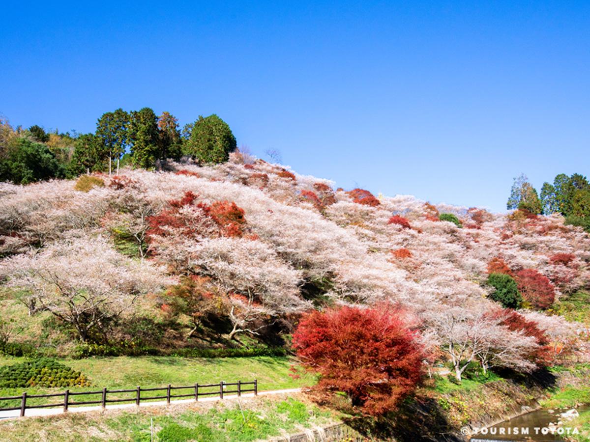 川見四季桜の里2026見頃と混雑回避！桜と紅葉が織りなす絶景完全攻略
