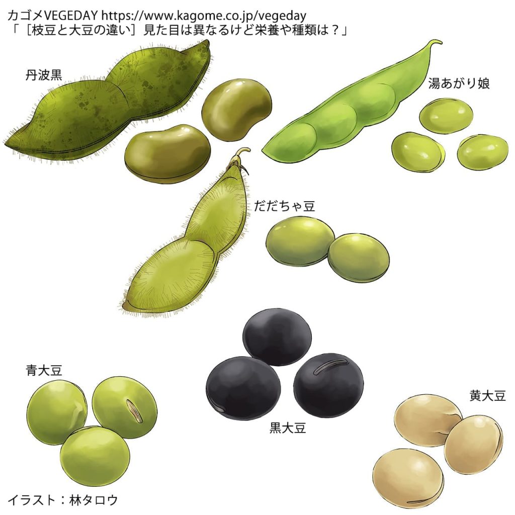 枝豆と大豆は同じ植物？収穫時期や栄養価の違いと驚きの真相を徹底解剖