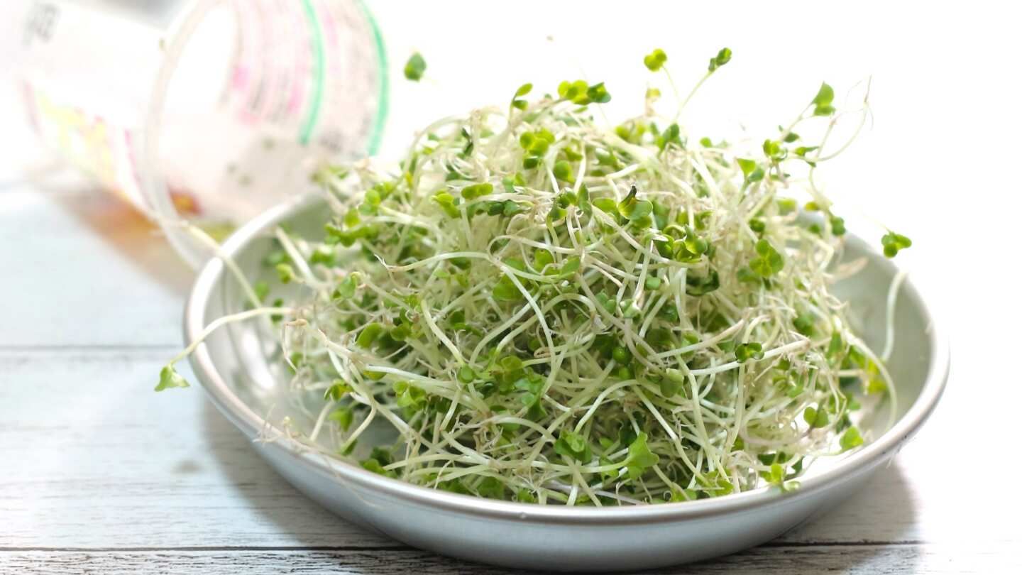 ブロッコリースプラウトを食べ続けた結果！がん予防の医学的根拠と真実