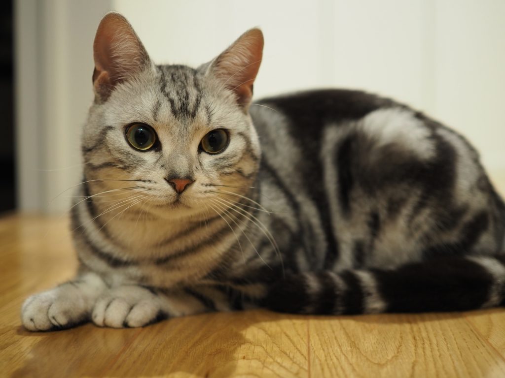 飼いやすい猫の決定版！初心者・一人暮らし向け人気猫種と選び方