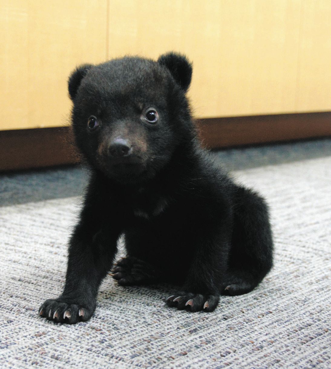 クマがひどい芸能人の真相と激変の理由｜疲労や整形の噂を徹底追跡