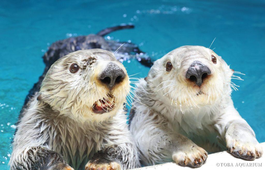 ラッコが絶滅危惧種になった理由と日本の水族館残り3頭の真相