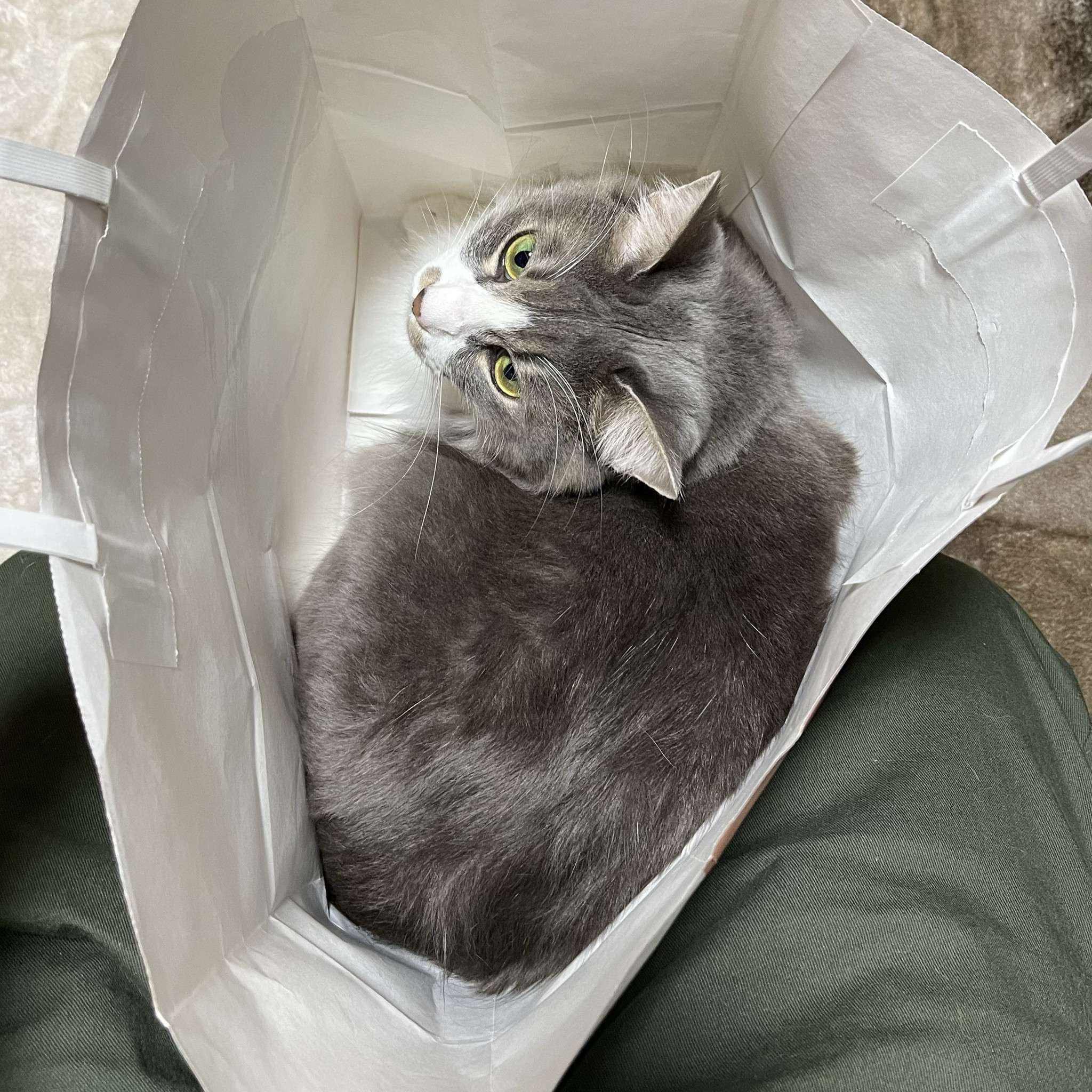 猫がゴロゴロ鳴く真の理由とは？音の仕組みと病気サインの判別法