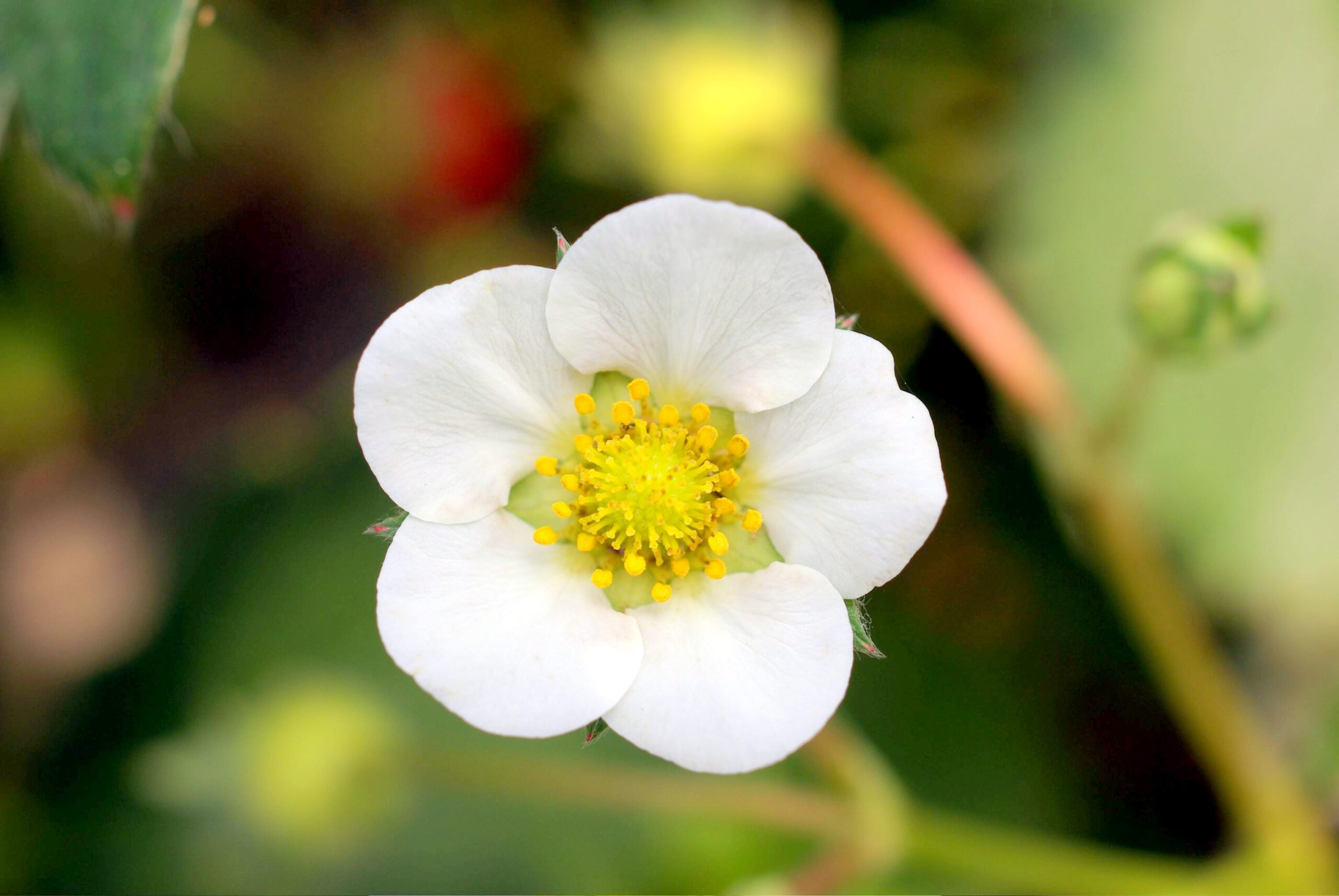 イチゴの花が咲かない・黒い原因は？甘い実を育てる受粉と栽培の極意