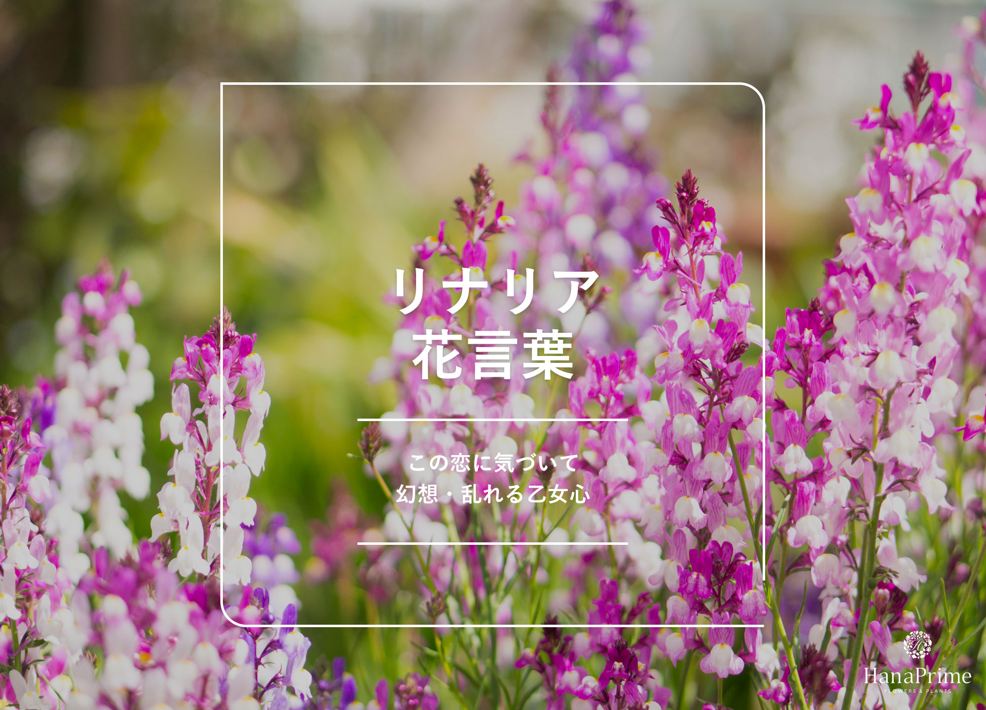 リナリアの花言葉に怖い意味はある？色別の象徴と贈る注意点を徹底解説