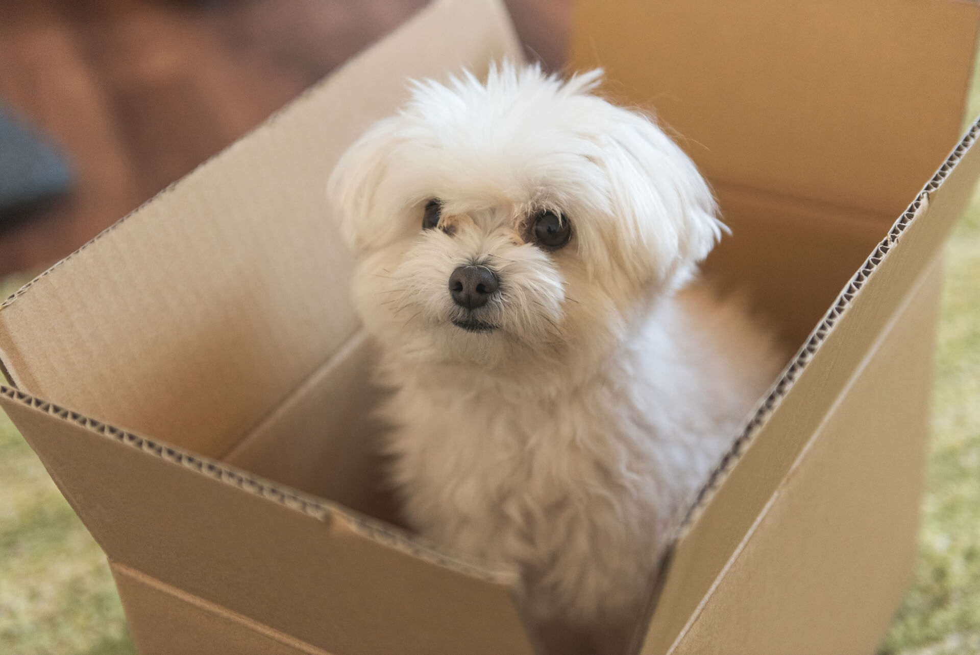 【夢占い】白い犬の夢は幸運の前兆？なつく・噛まれる意味と心理を徹底解説